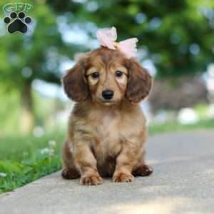 Pocahontas, Dachshund Puppy
